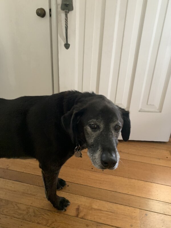 Barney 2019 grey muzzle