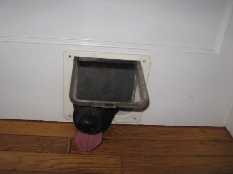 Barney dog door